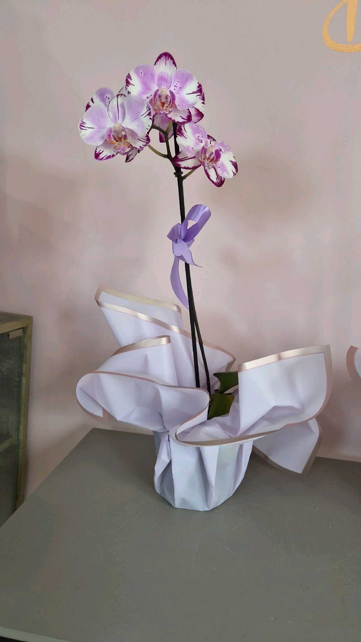Orquídea -002