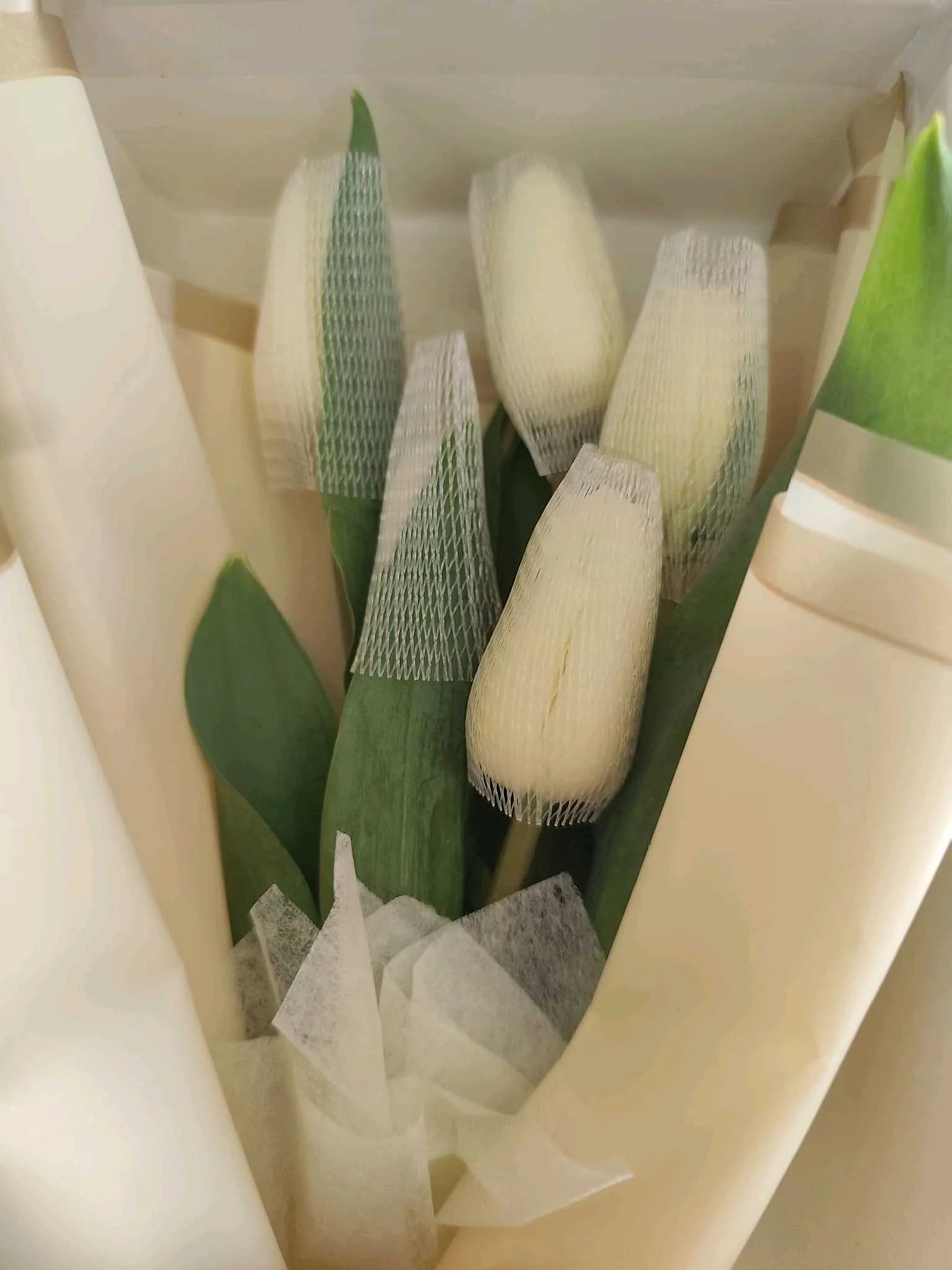 Tulip-124