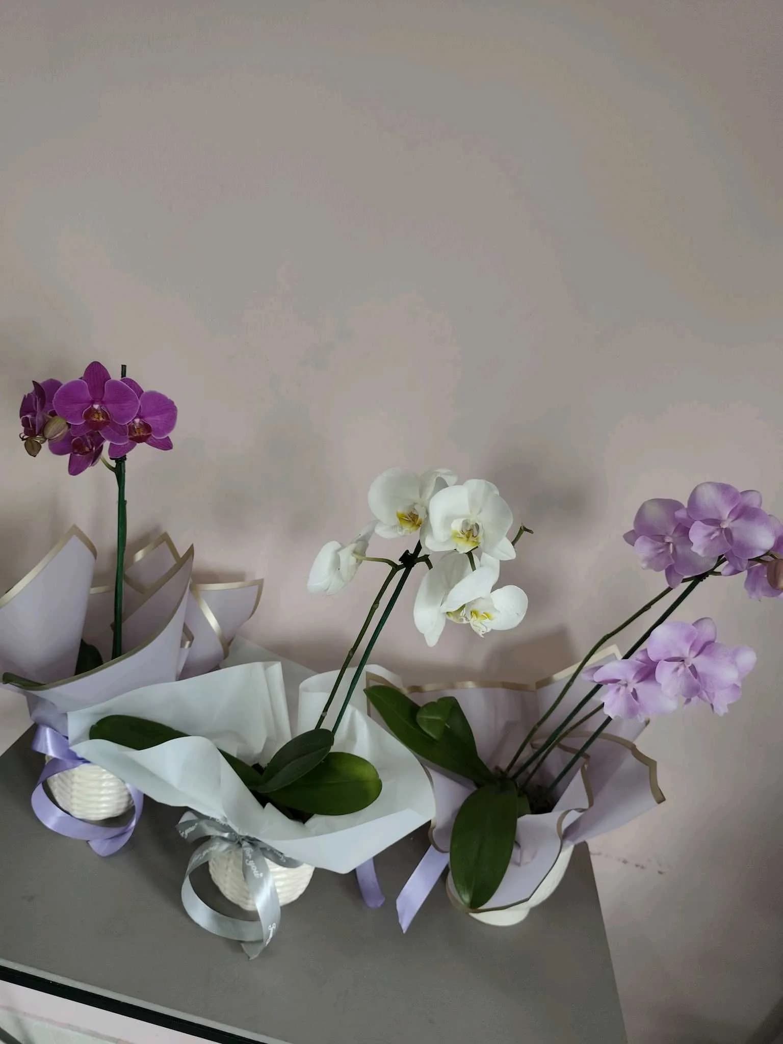 Orquídea-001