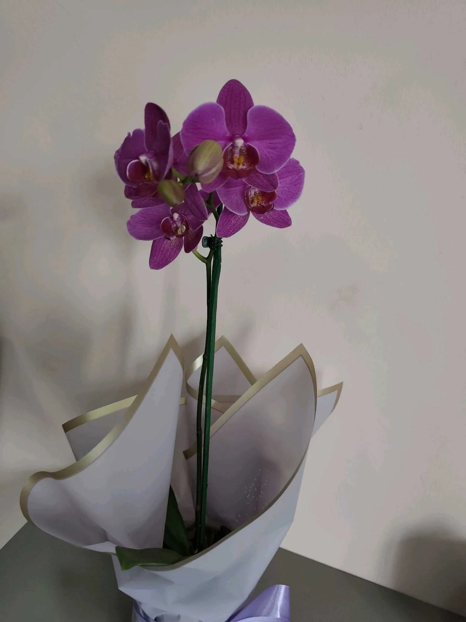 Orquídea -002