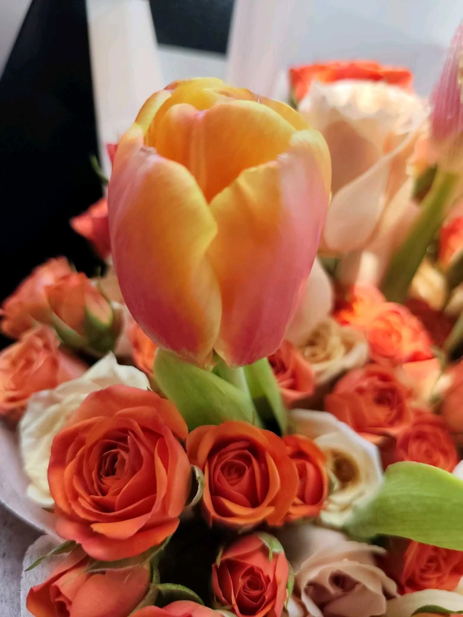 Tulip-122