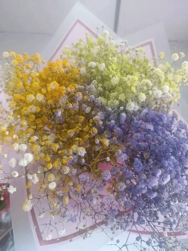 Gypso rainbow