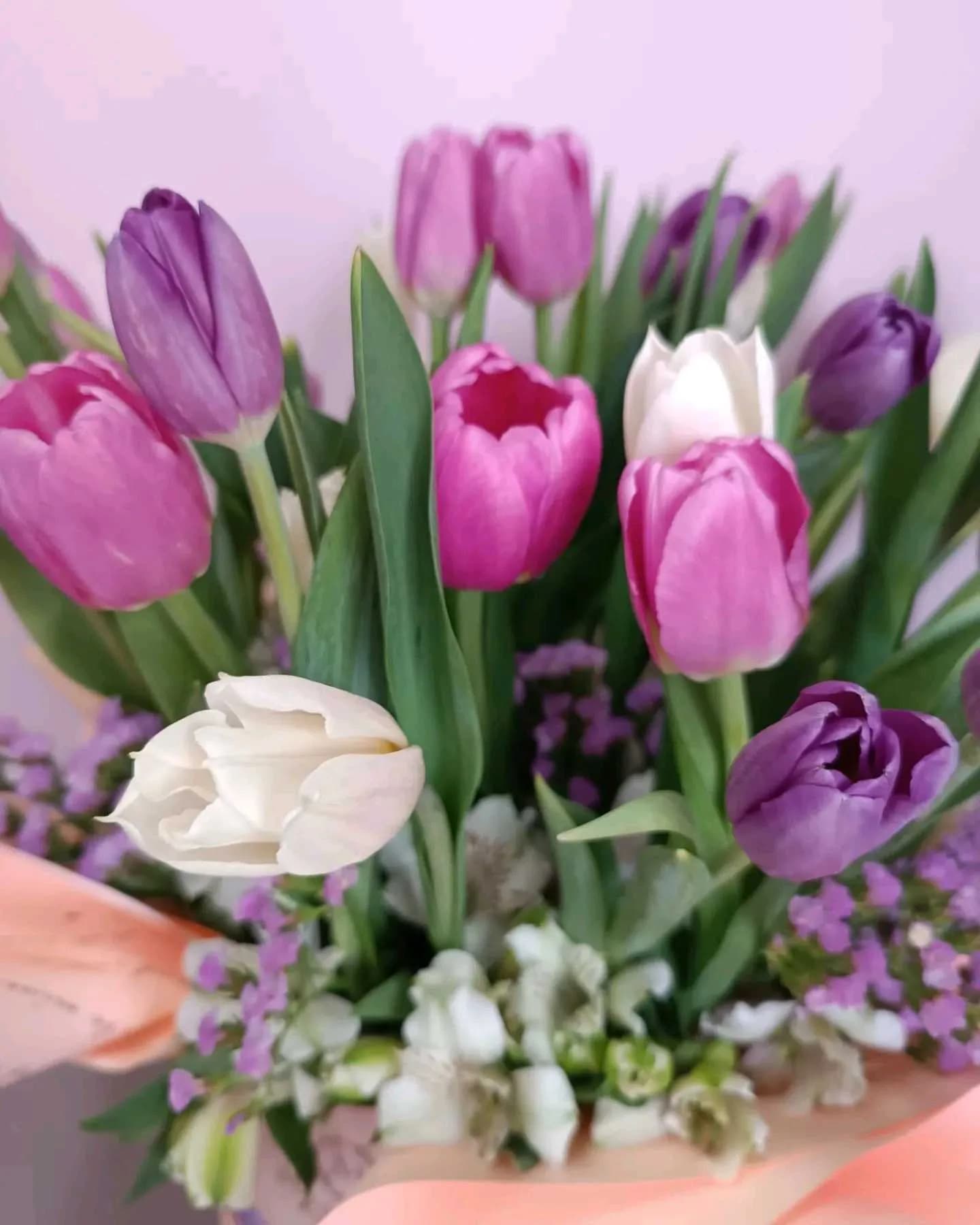Tulip -115