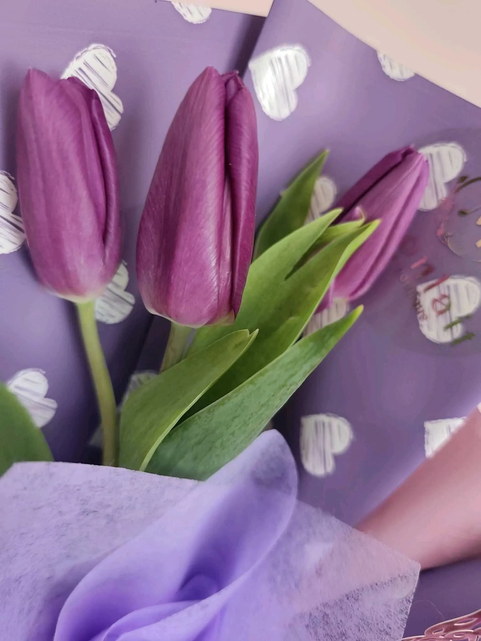 Tulip-129