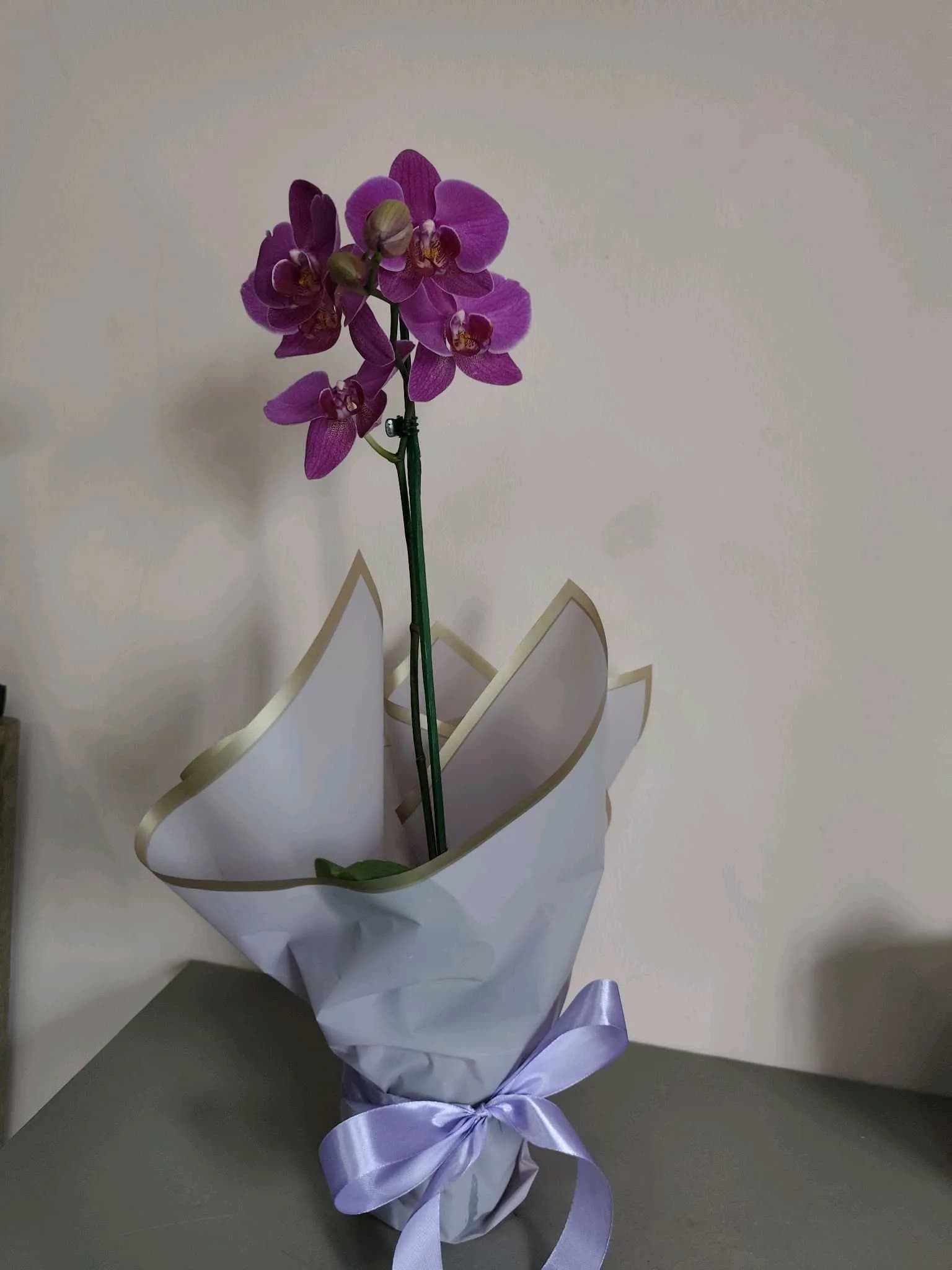 Orquídea -002