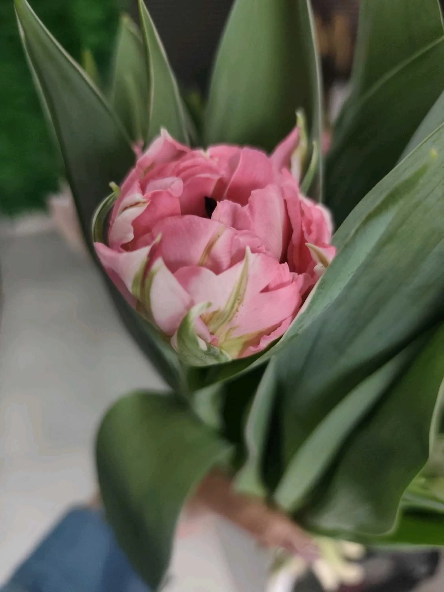 Tulip-peony 001