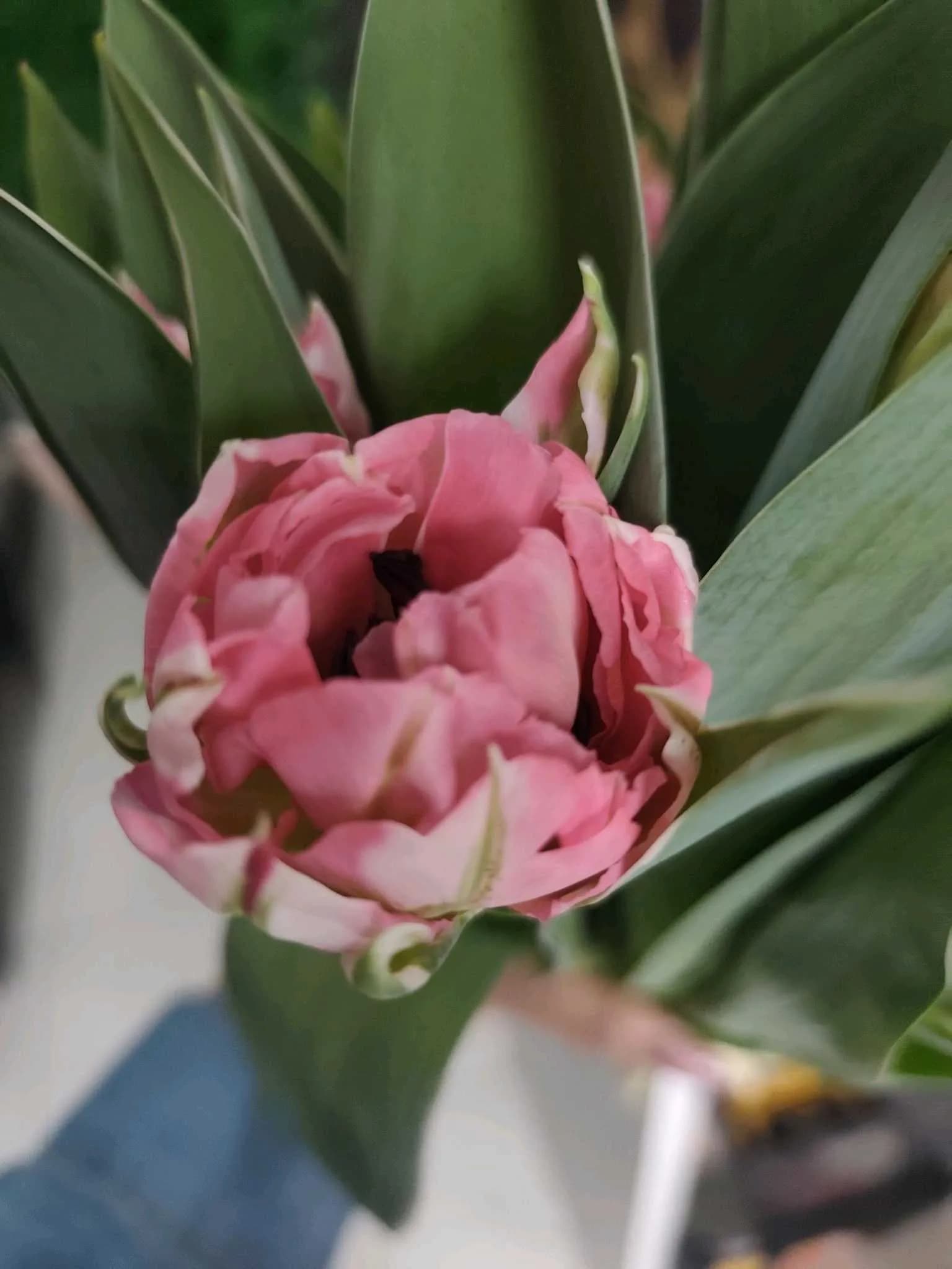 Tulip-peony 001