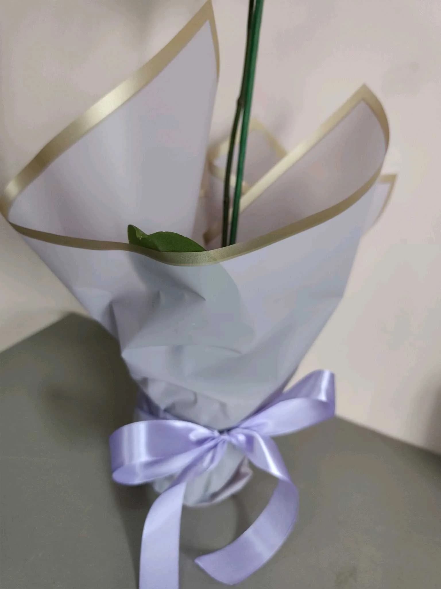 Orquídea -002