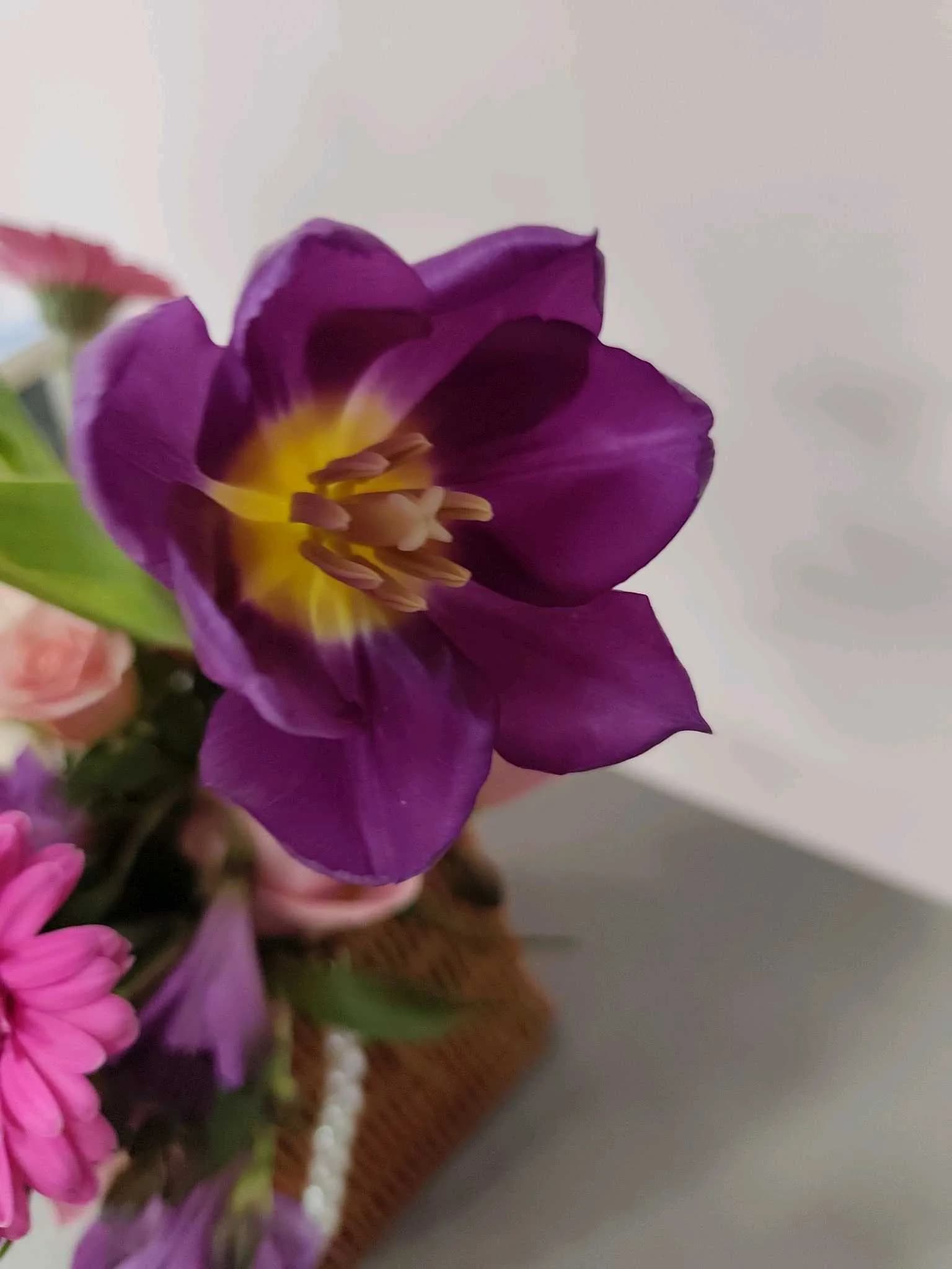 Tulip-103