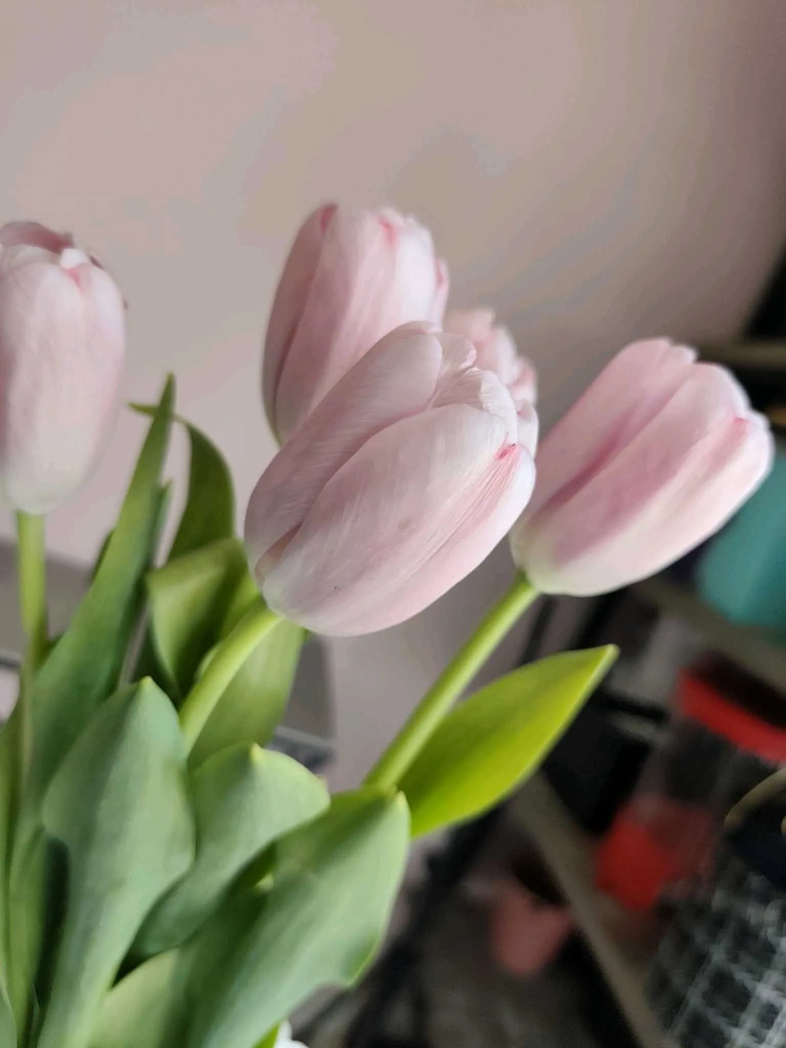 Tulip-102